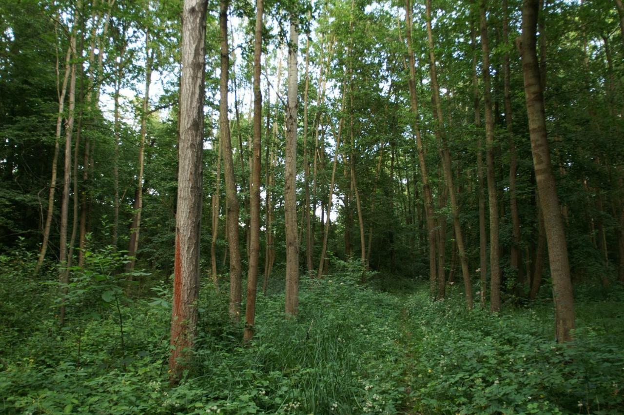 Podkrovi S Koupelnou Svinarov Exteriör bild